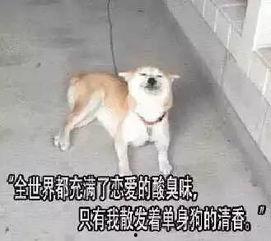单身狗吃饭摔筷子视频,意外走红网络
