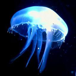 日本电影水母影评,探寻深海中的生命奇迹