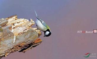 在线日本大山雀,在线探寻其生态魅力与生活习性